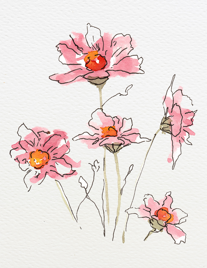 Pink Daisies Watercolor Print